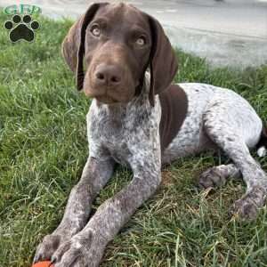Wayland, German Shorthaired Pointer Puppy